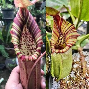 【新品】Lvbvmvn x 花唇个体罗伯坎特利交维奇猪笼草