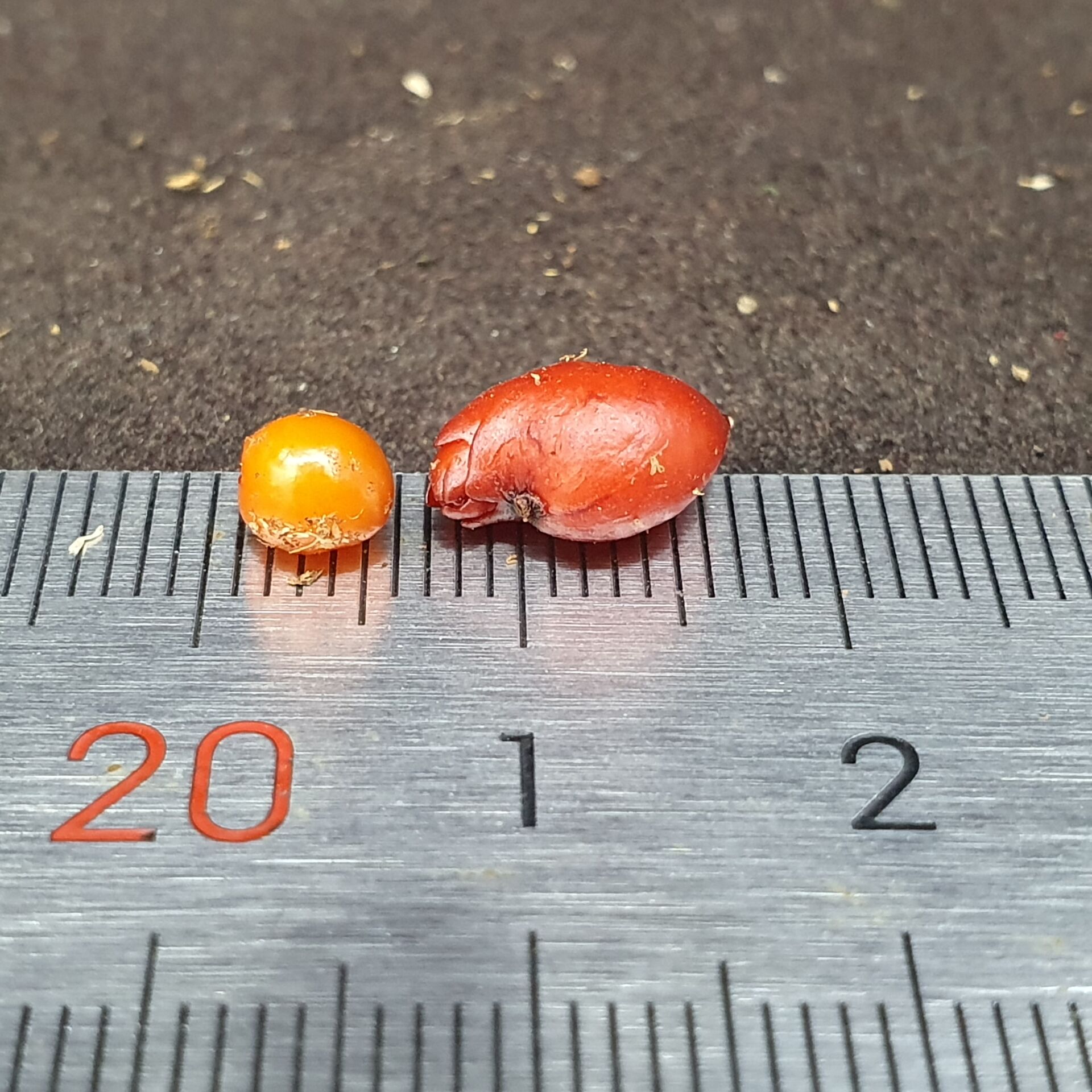 【丰收季】混合球茎茅膏菜4号 休眠茎