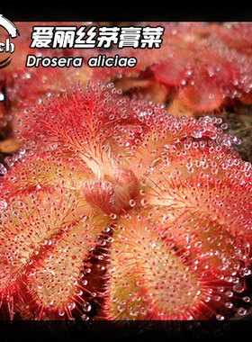 Drosera aliciae丨爱丽丝茅膏菜丨食虫植物
