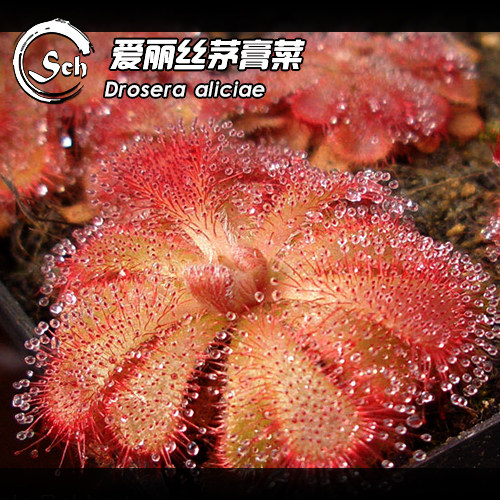 爱丽丝茅膏菜食虫植物