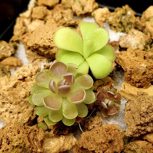 【春季奇遇】纯真＋爱兰IXM＋德伯特0310，3颗，2.8+2.5+1CM