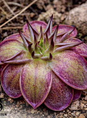反恐精英墨兰捕虫堇Pinguicula moranensis“SCH CS”栩园培育