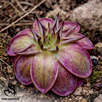反恐精英墨兰捕虫堇Pinguicula moranensis“SCH CS”栩园培育