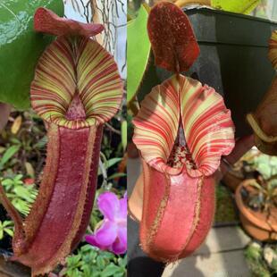 【新品】lvbv【（劳氏x维奇x博氏）x维奇 】x 脑袋维奇猪笼草