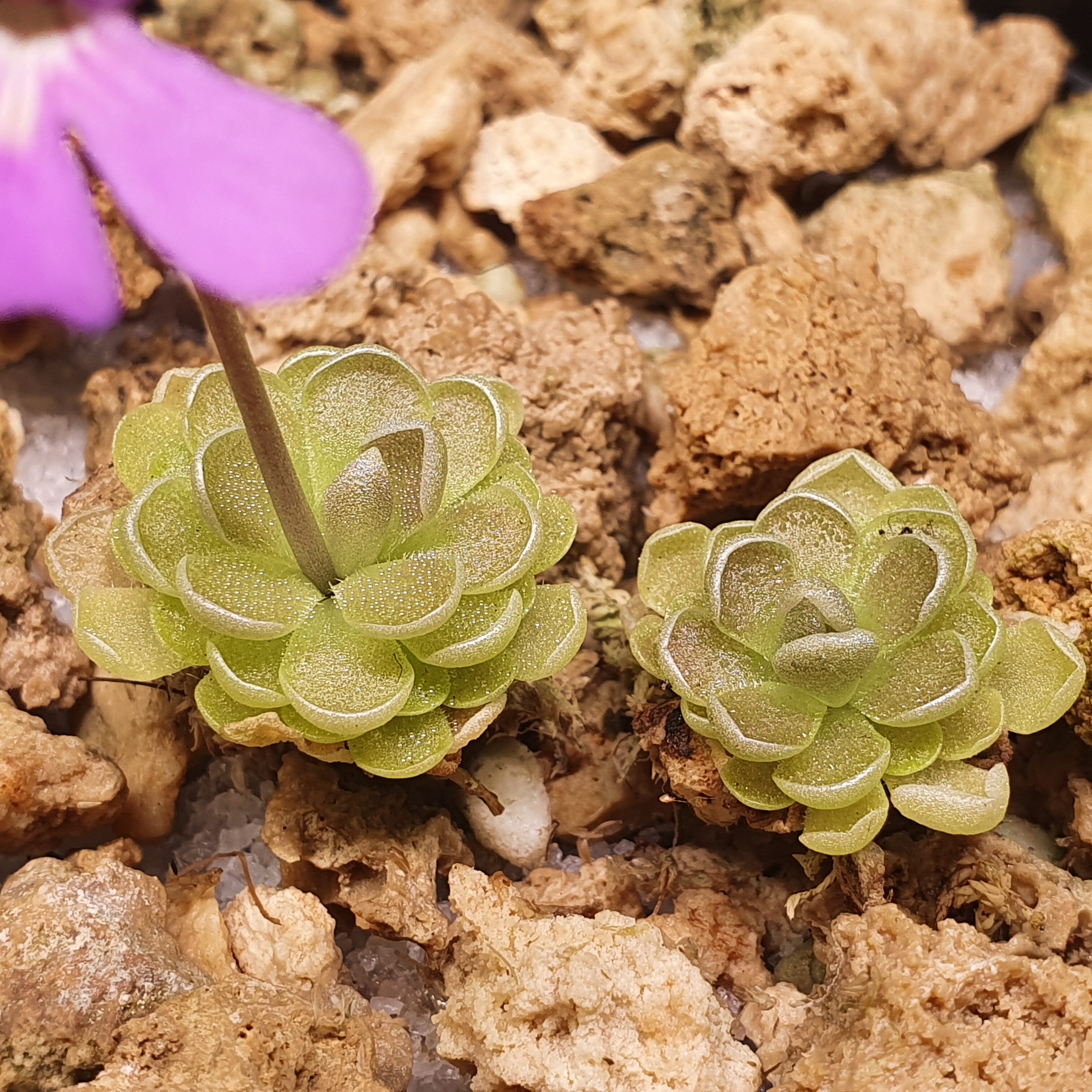 【春季奇遇】爱兰s捕虫堇0313 ,两颗,2+2.1CM