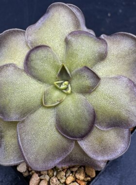 【新品】夜舞裙捕虫堇Pinguicula “SCH Moonlit Waltz”栩园培育