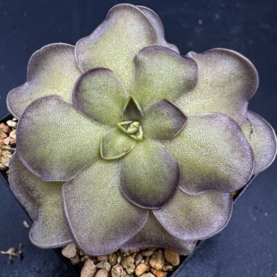 【新品】夜舞裙捕虫堇Pinguicula “SCH Moonlit Waltz”栩园培育