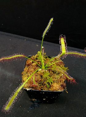 【丰收季】全红好望角茅膏菜  0508  11CM