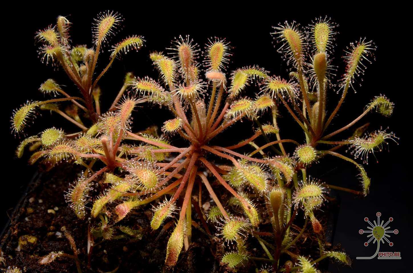 新品茅膏菜直立食虫植物