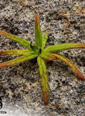 【新品】血刃捕虫堇Pinguicula “SCH Bleeding Blade”栩园培育