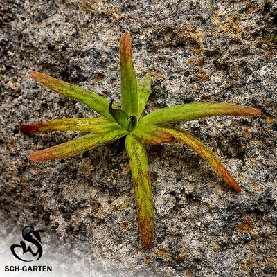 【新品】血刃捕虫堇Pinguicula “SCH Bleeding Blade”栩园培育