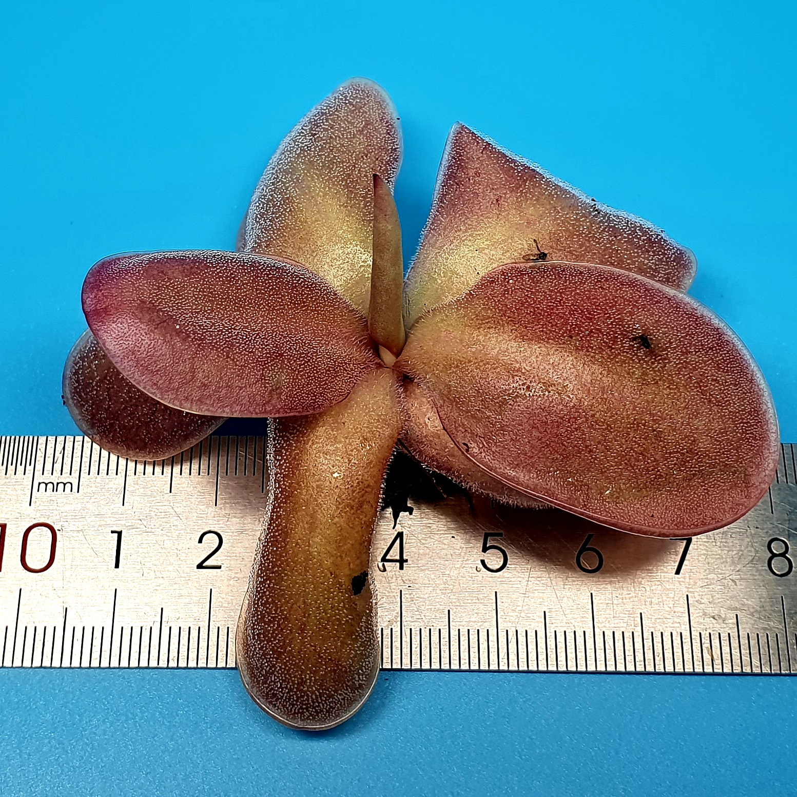 【丰收季】纯真×墨兰s捕虫堇092201， 7.5CM 。
