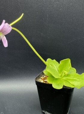 【新品】晶灵捕虫堇Pinguicula