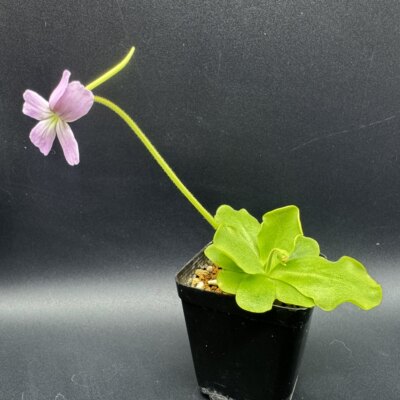【新品】晶灵捕虫堇Pinguicula