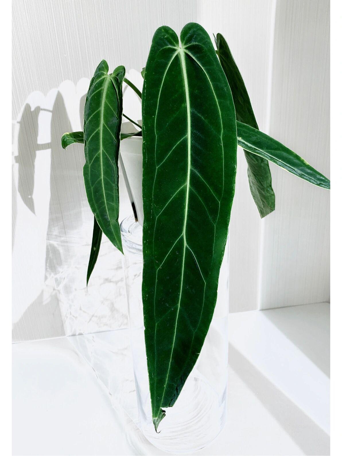 【清凉一夏】新品-火鹤后花烛Anthurium Warocqueanum
