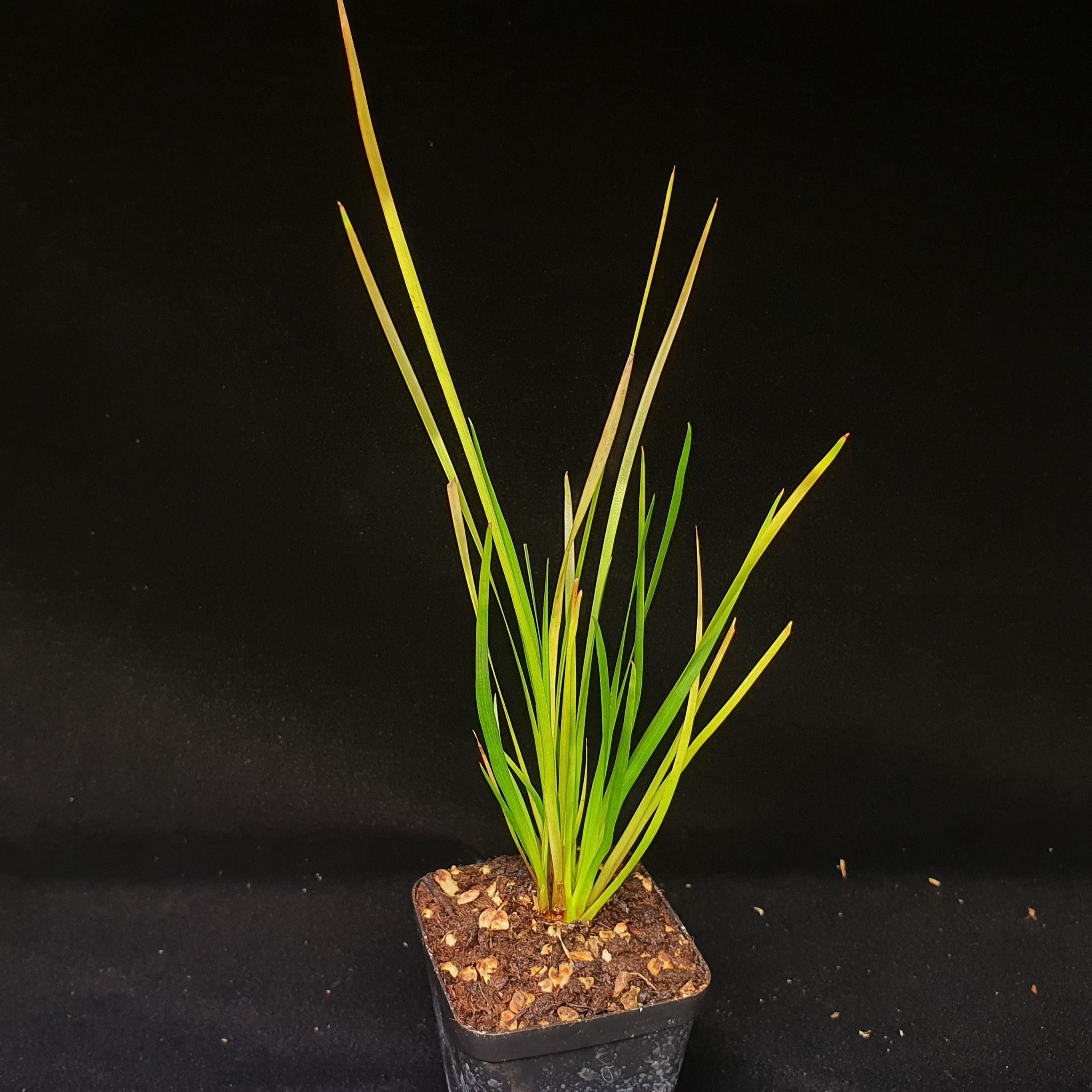 【春季奇遇】内布利纳黄眼草312，太阳瓶子草的伴生植物，17CM＋