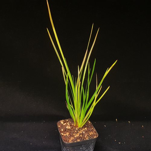 【春季奇遇】内布利纳黄眼草312，太阳瓶子草的伴生植物，17CM＋