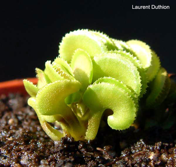 【新品】 威龙捕蝇草(醉小的捕)丨dionaea cudo丨食虫植物