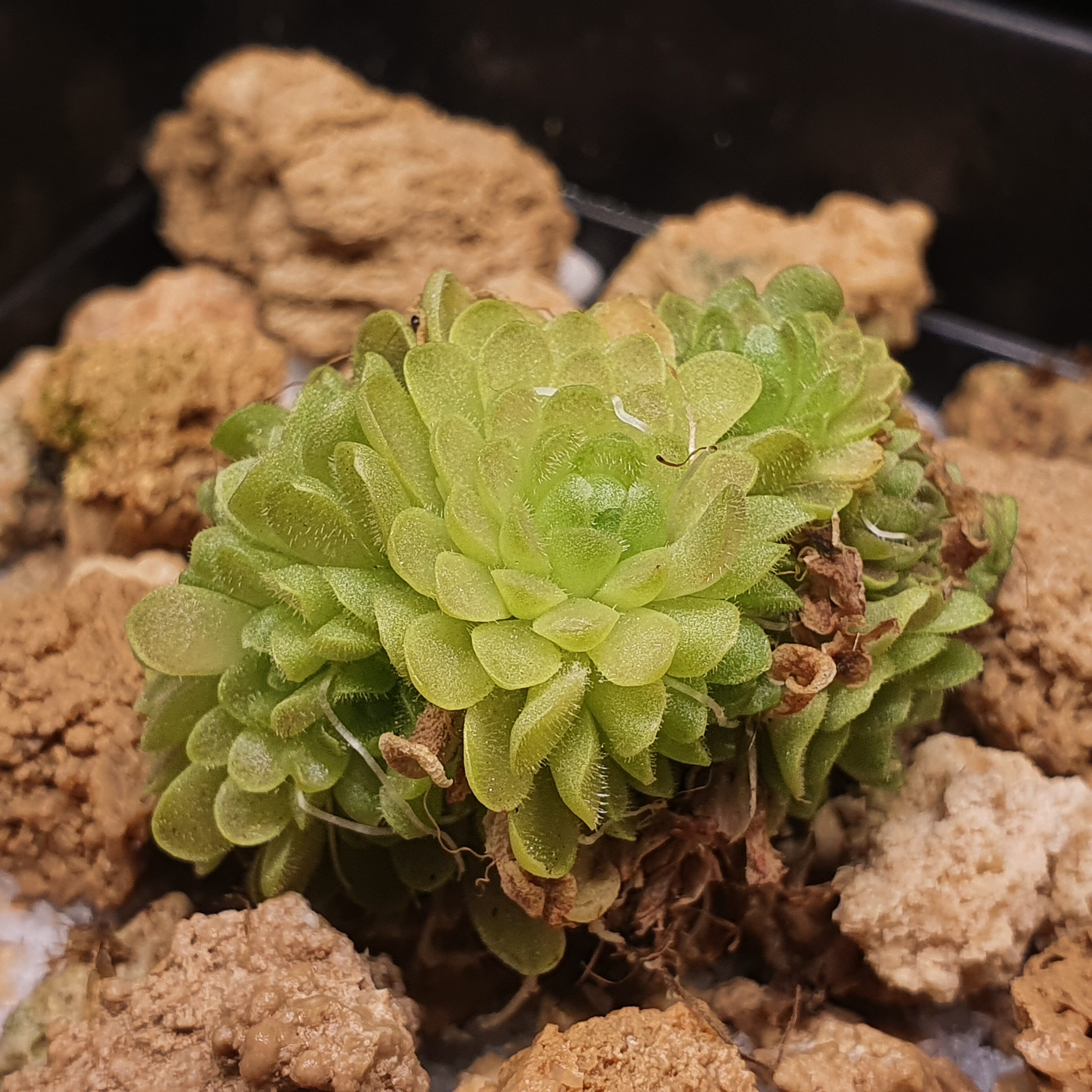 【春季奇遇】埃普西隆捕虫堇0313,9个生长点,4.3CM