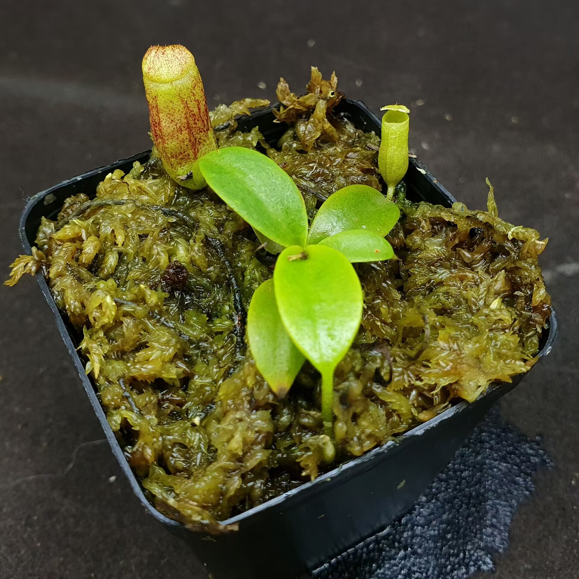 【丰收季】CLB风铃X（劳氏X博氏）猪笼草猪笼草0724  5CM