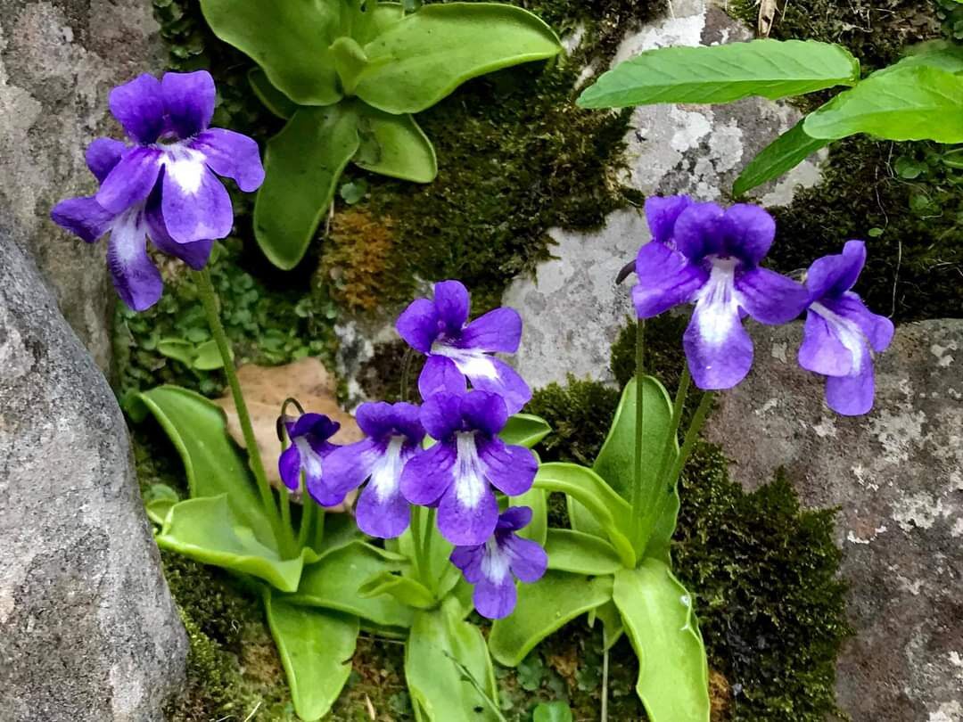 【新品】BCP 长叶捕虫堇Pinguicula longifolia 温带堇 休眠茎