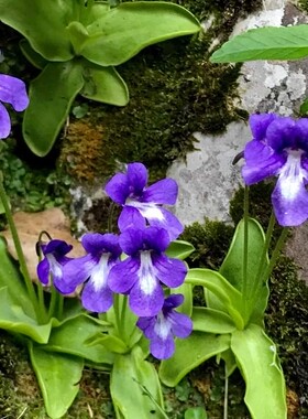 【新品】BCP 长叶捕虫堇Pinguicula longifolia 温带堇 休眠茎