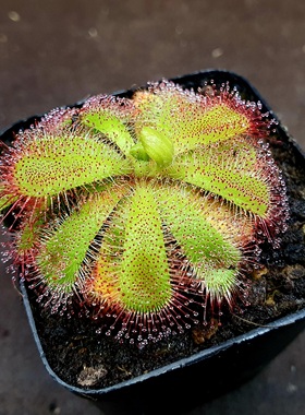 【丰收季】楔形叶茅膏菜061603   4.8cm  带大侧芽