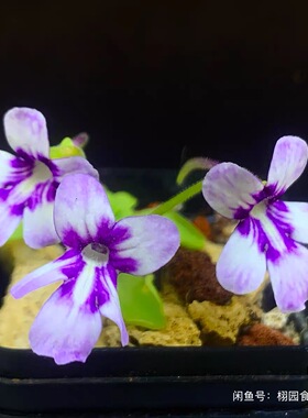 【新品】Anpa-C墨兰捕虫堇