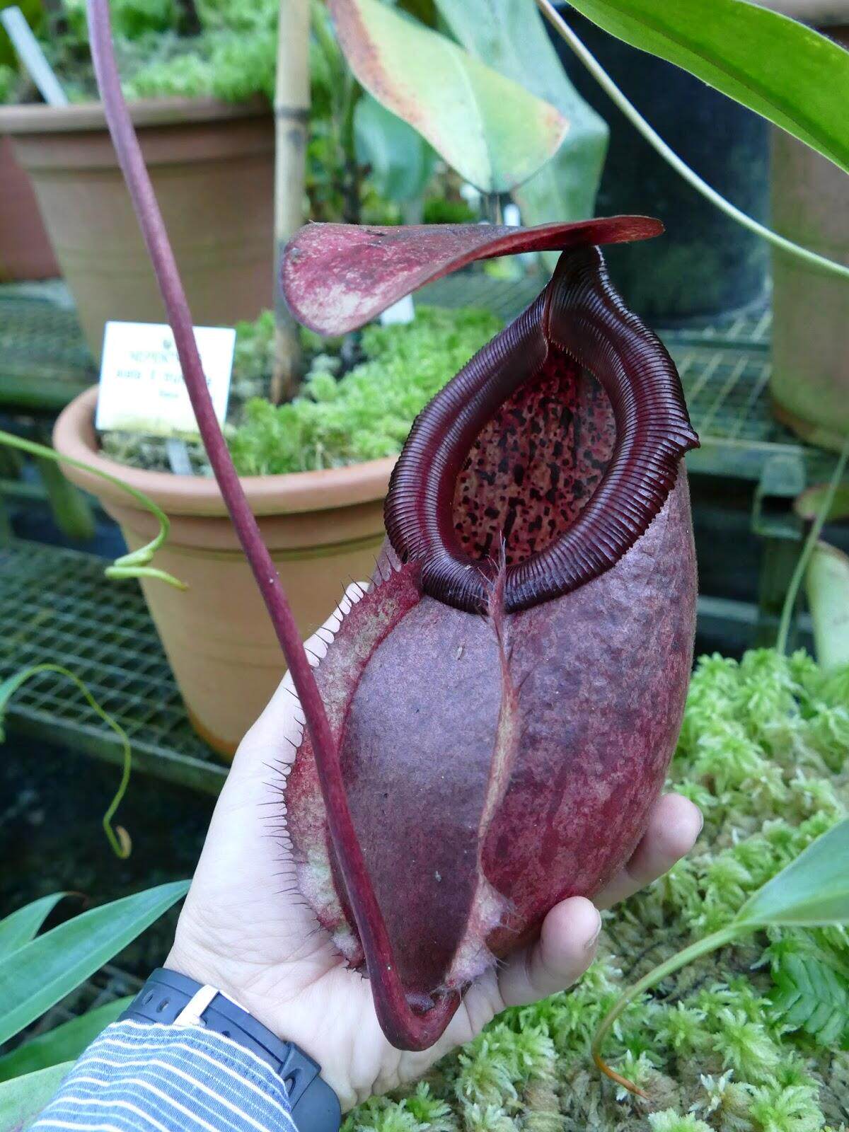 【清凉一夏】苏里高猪笼草n. surigaoensis"黑美林"