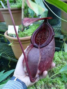 【清凉一夏】苏里高猪笼草N. surigaoensis“黑美林”
