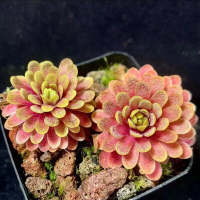 BCP凹瓣X石灰岩捕虫堇丨Pinguicula emarginata  X  gypsicola