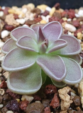 【丰收季】墨兰s×豪玛维L9014捕虫堇0725  3.5CM