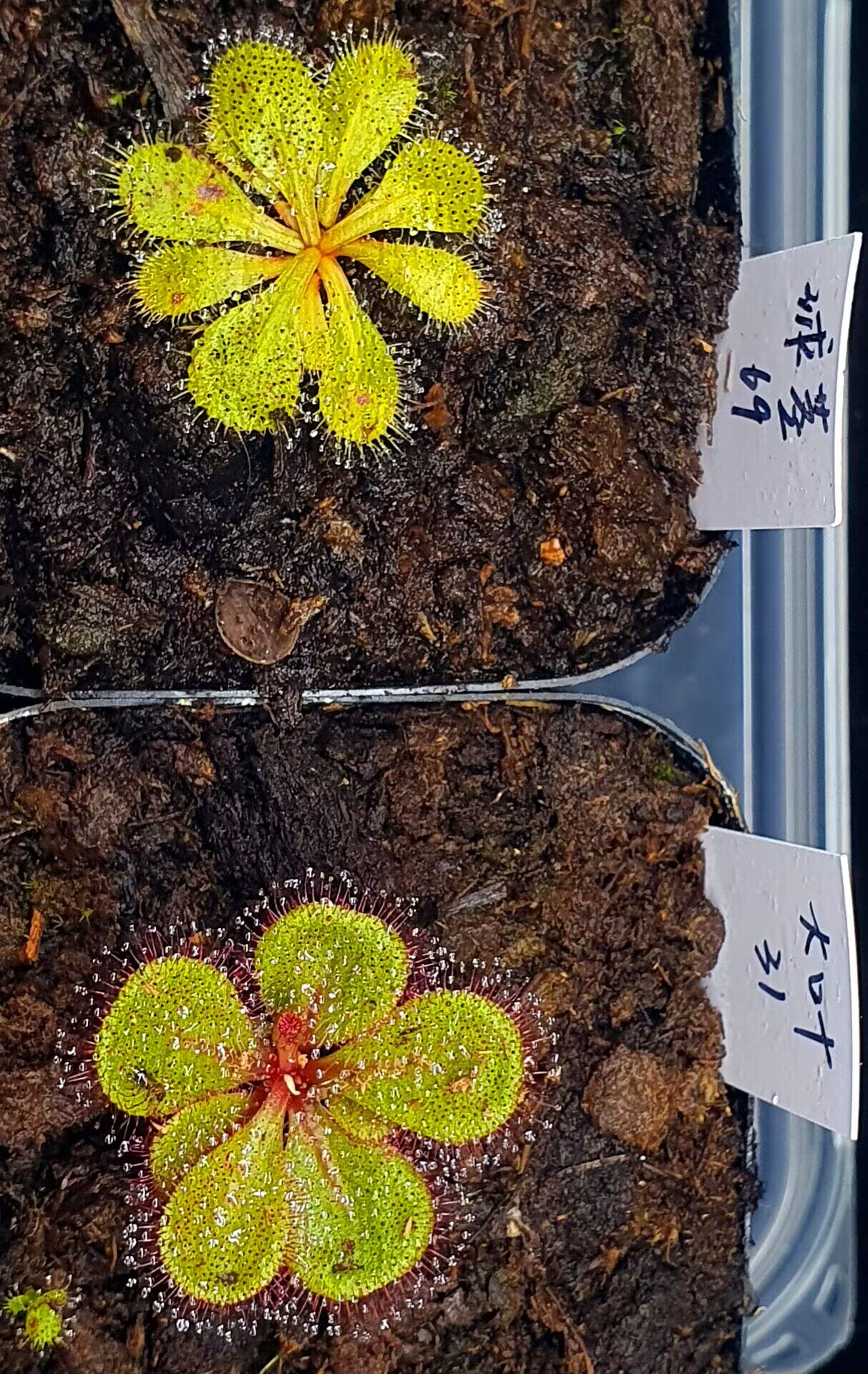 【丰收季】拼装两颗 球茎＋大叶  30＋30mm
