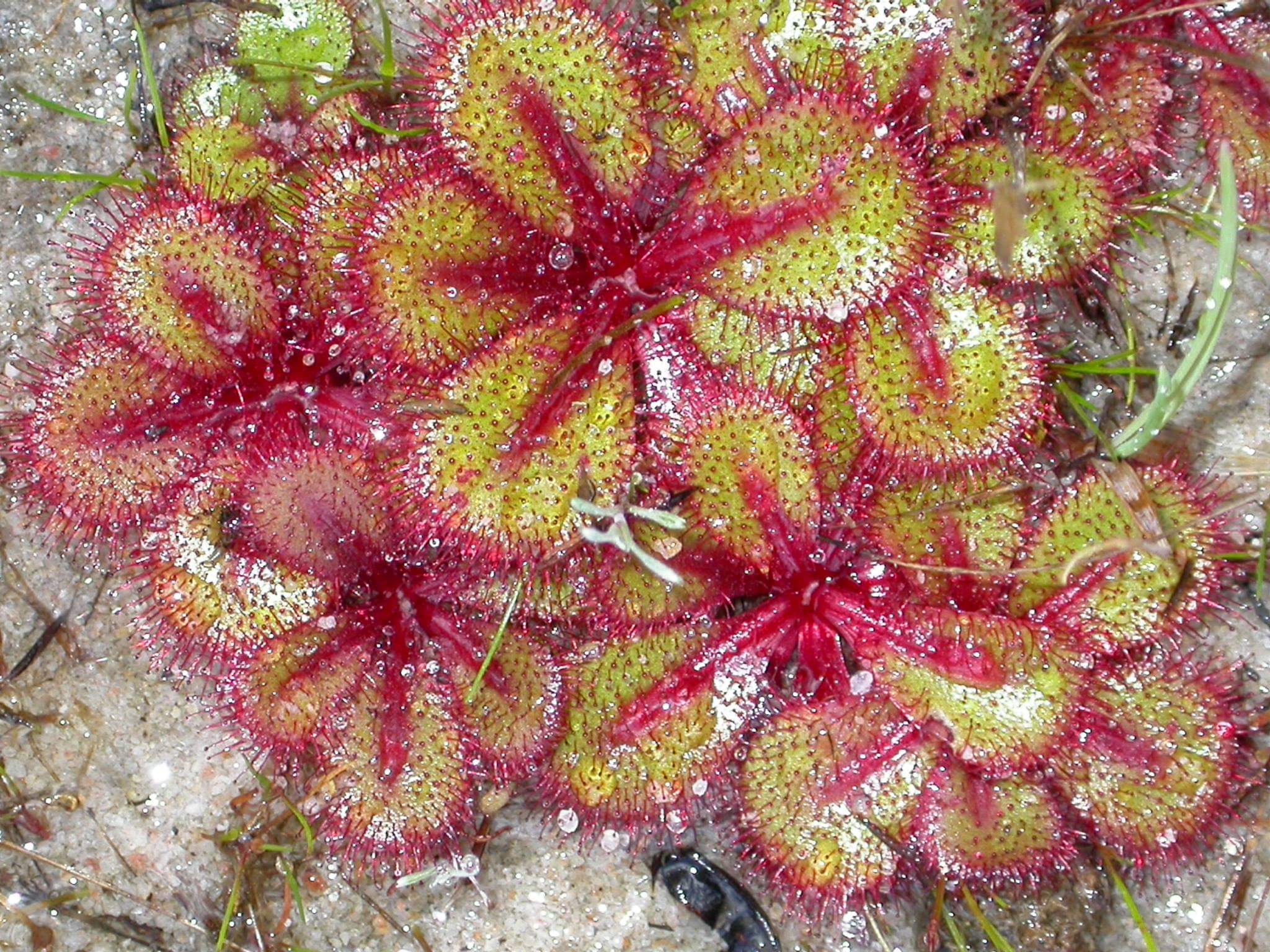 【新品】喇叭球根茅膏菜丨Drosera tubaestylis From.Allen休眠球