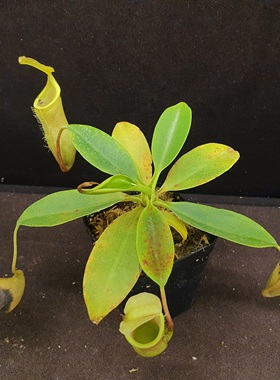 【丰收季】clc 猪笼草041001  18CM