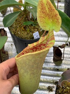 【一物一拍】LC劳氏X风铃猪笼草From.EP花唇不绣唇个体扦插苗17cm