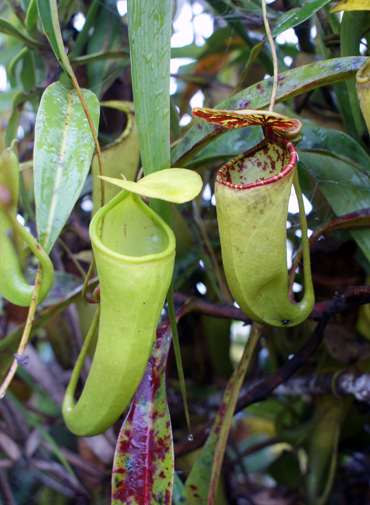 【新品】Nepenthes  ceciliae丨塞西尔猪笼草丨食虫植物 叶子红色 鲜花速递/花卉仿真/绿植园艺 食虫植物 原图主图