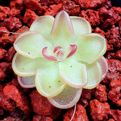 【新品】BCP圆花X纤细捕虫堇pinguicula rotundiflora X gracilis