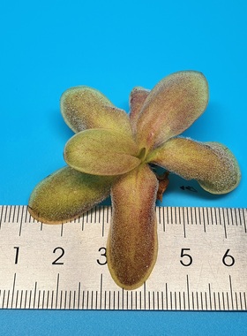 【丰收季】墨兰c×纯真捕虫堇092201， 5.5CM