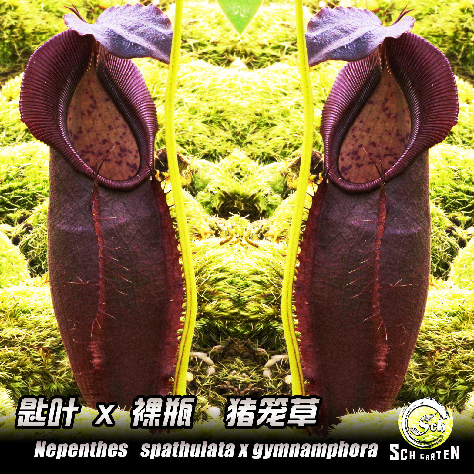 spathulata x gymnamphora丨匙叶x裸瓶猪笼草丨食虫植物