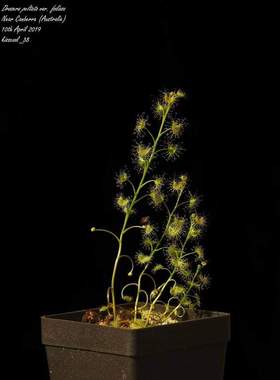 【新品】多叶球根茅膏菜丨Drosera foliosa From.Allen休眠球一个