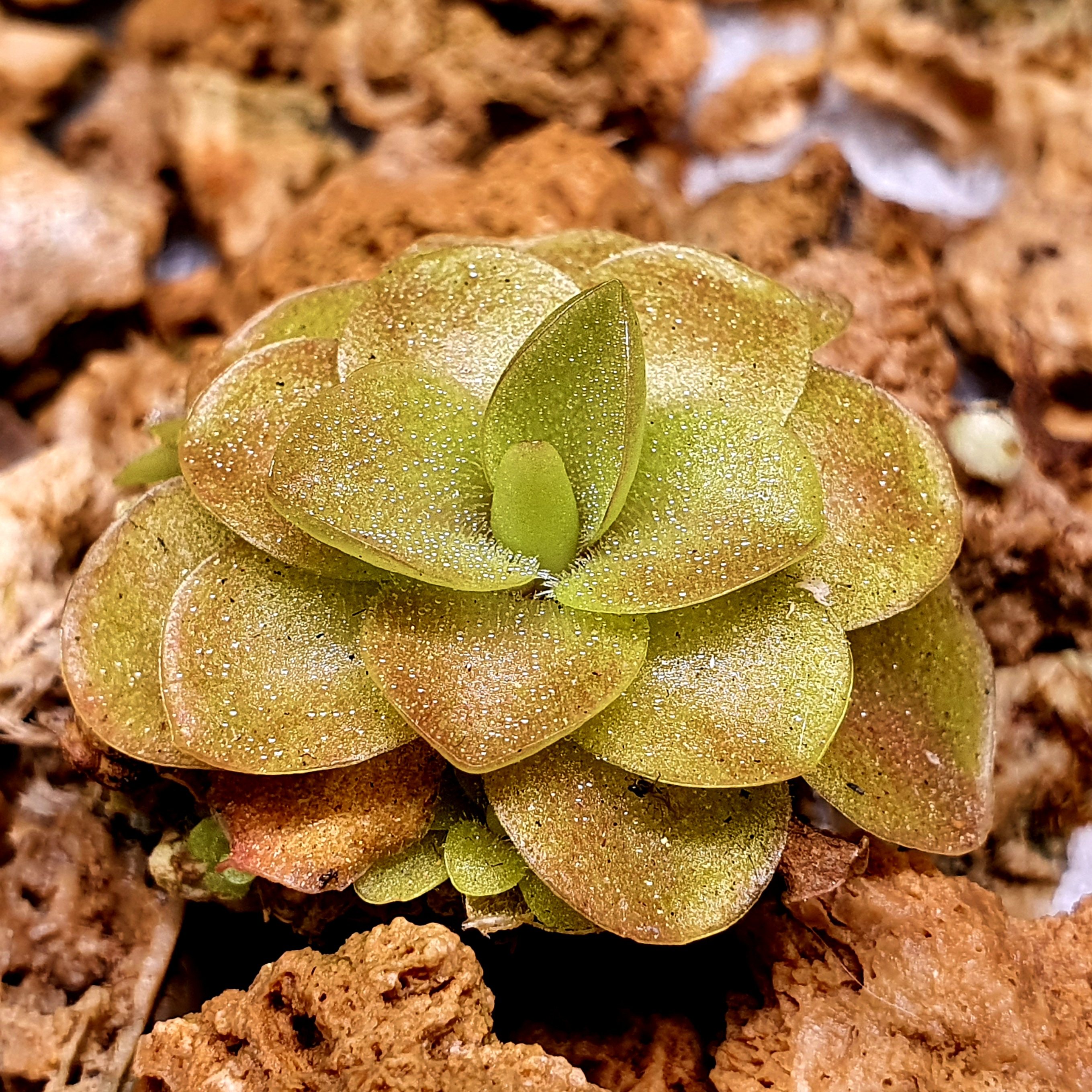 【春季奇遇】红叶危地马拉捕虫堇031301,3.1CM