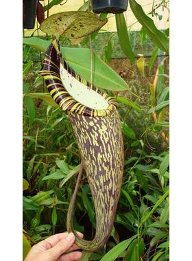 N. spectabilis丨显目猪笼草BE-3322丨食虫植物