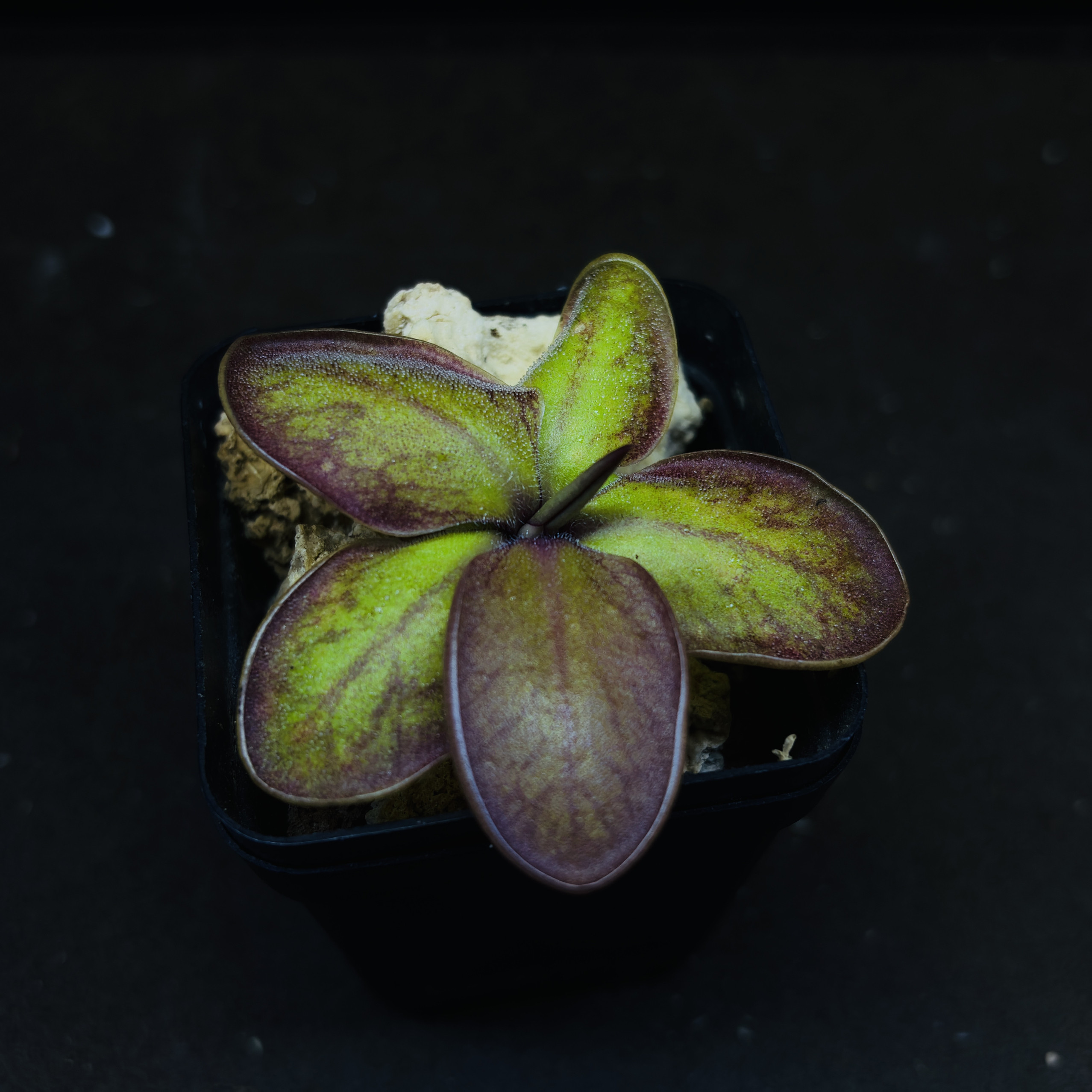 【丰收季】圣塔卡琳娜交立叶捕虫堇0623,5.8cm.