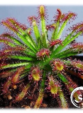 （新）纽喀里多尼亚茅膏菜丨Drosera Neocaledonica丨食虫植物