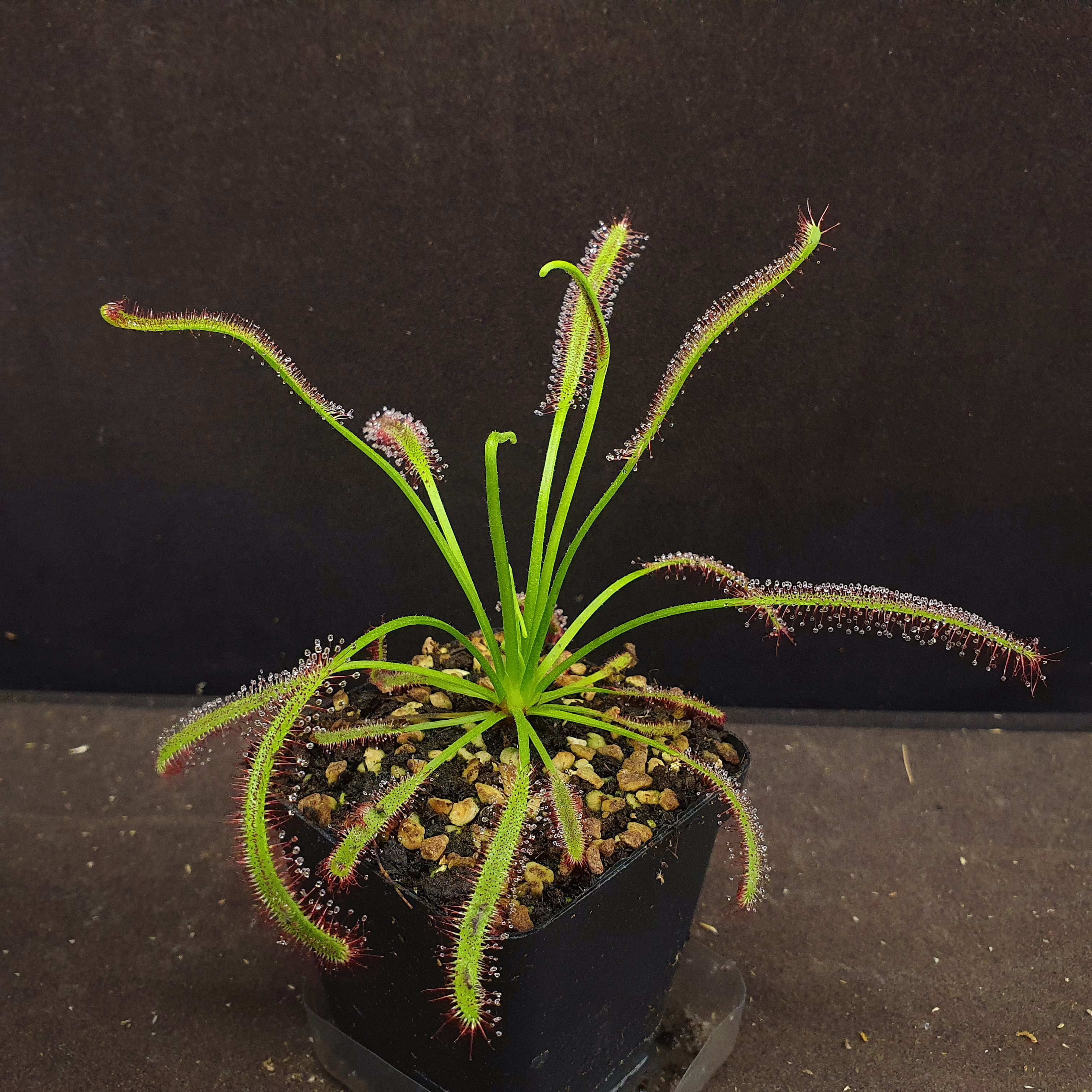 【丰收季】宽叶好望角茅膏菜041601   14.5CM