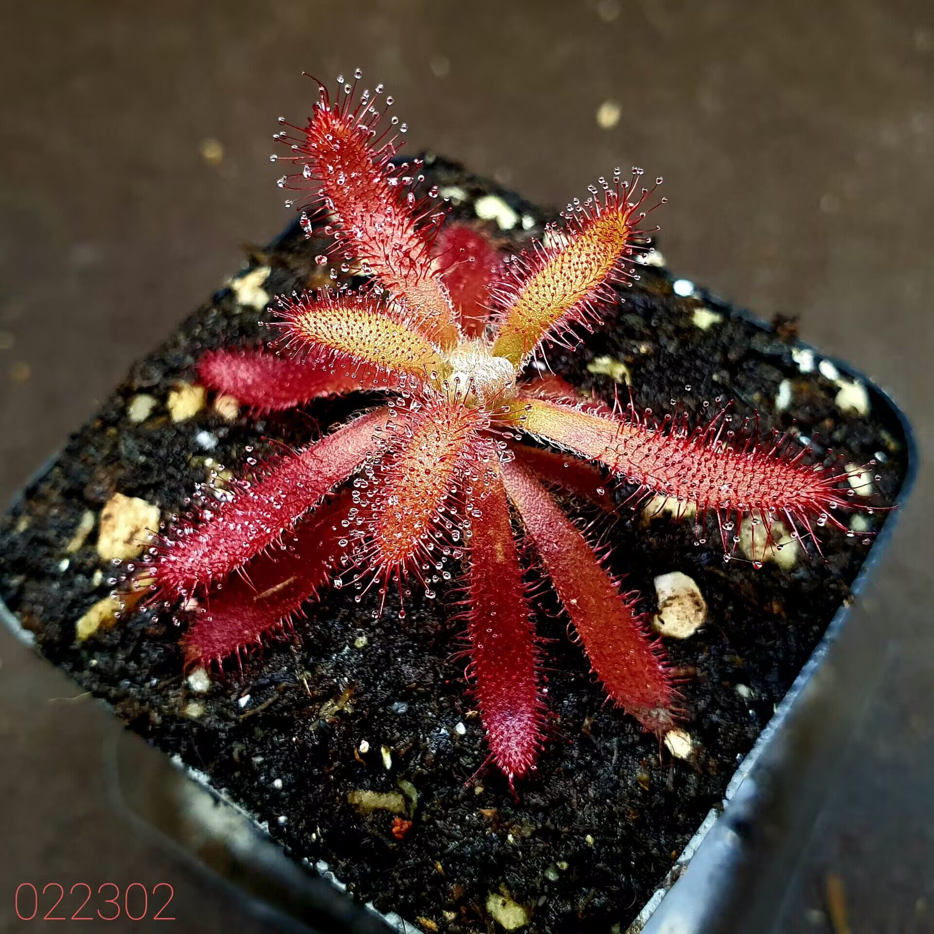 【丰收季】大莫古尔茅膏菜(香花) 4.7CM
