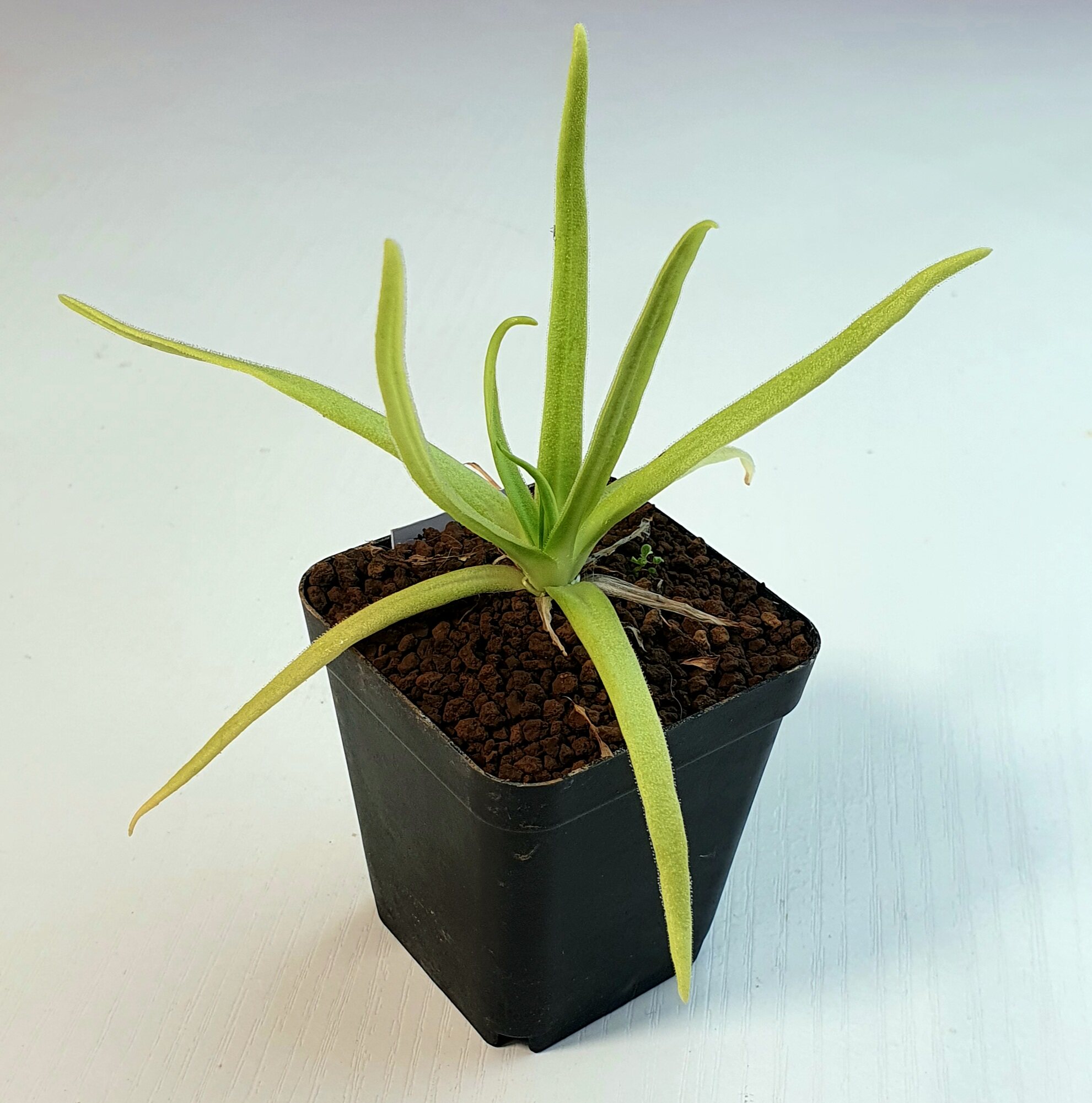 【新品】墨克提玛捕虫堇 Pinguicula moctezumae ex.BCP