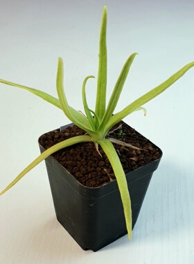 【新品】墨克提玛捕虫堇 Pinguicula  moctezumae ex.BCP