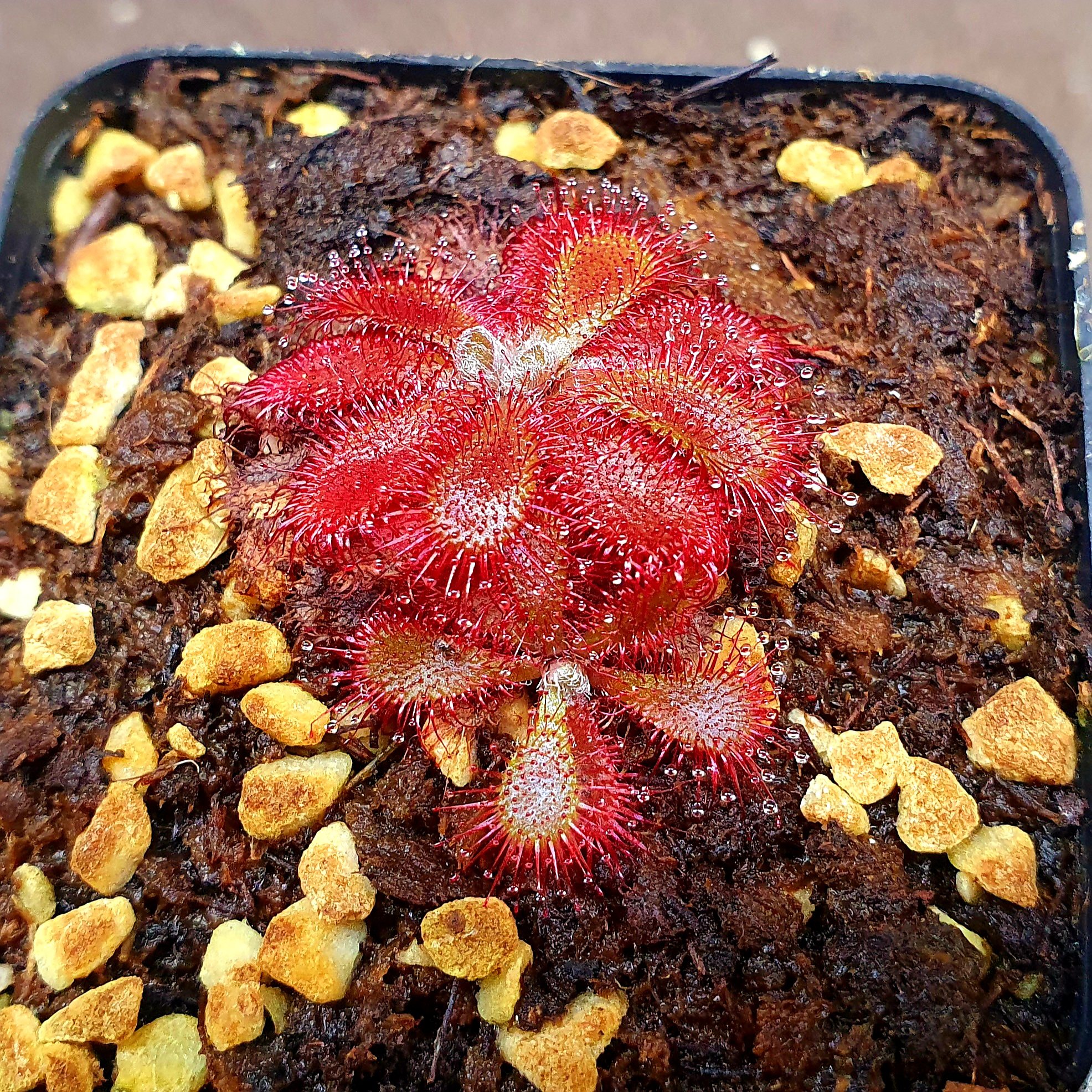 【丰收季】山地茅膏菜061901  两颗，2.2+2.5cm